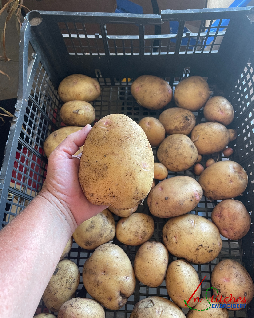 home grown potatoes