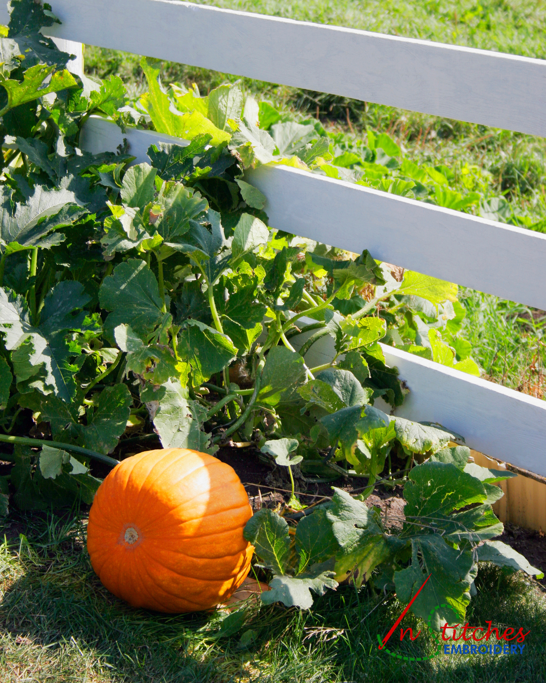 pumpkins